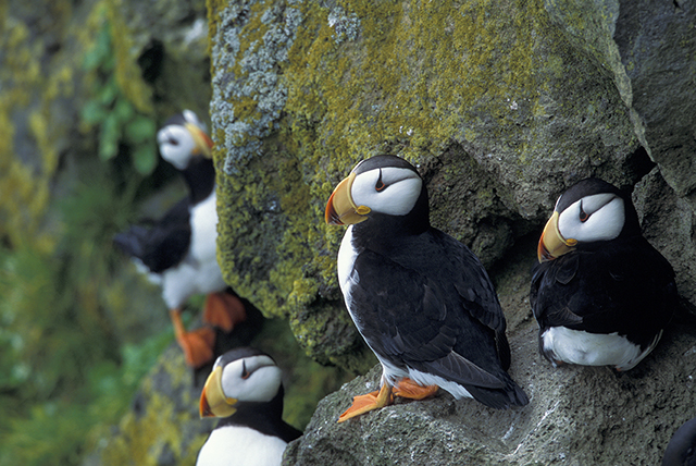 Horned puffins (Fratercula corniculata) on St. Paul Island