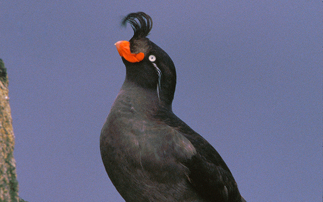 Auklet Crested Aethia Cristatella St Paul Is Pribilof Islands Alaska St Paul Island Tour - i unlocked stage 9 body alter max size muscles roblox