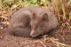 Arctic Fox