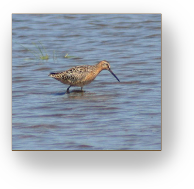 Bird fishing in water.