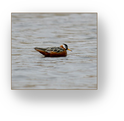 Bird floating in water.