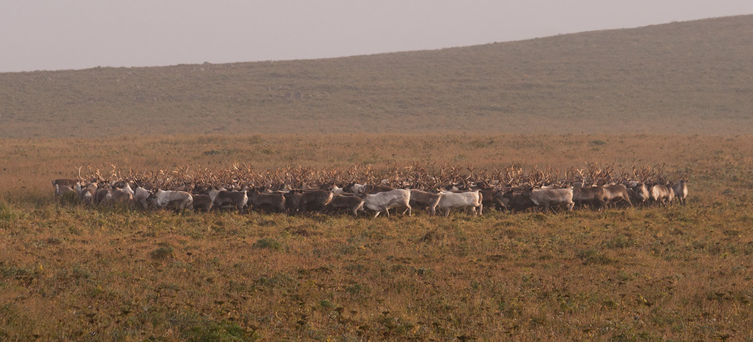 reindeer - St. Paul Island Tour