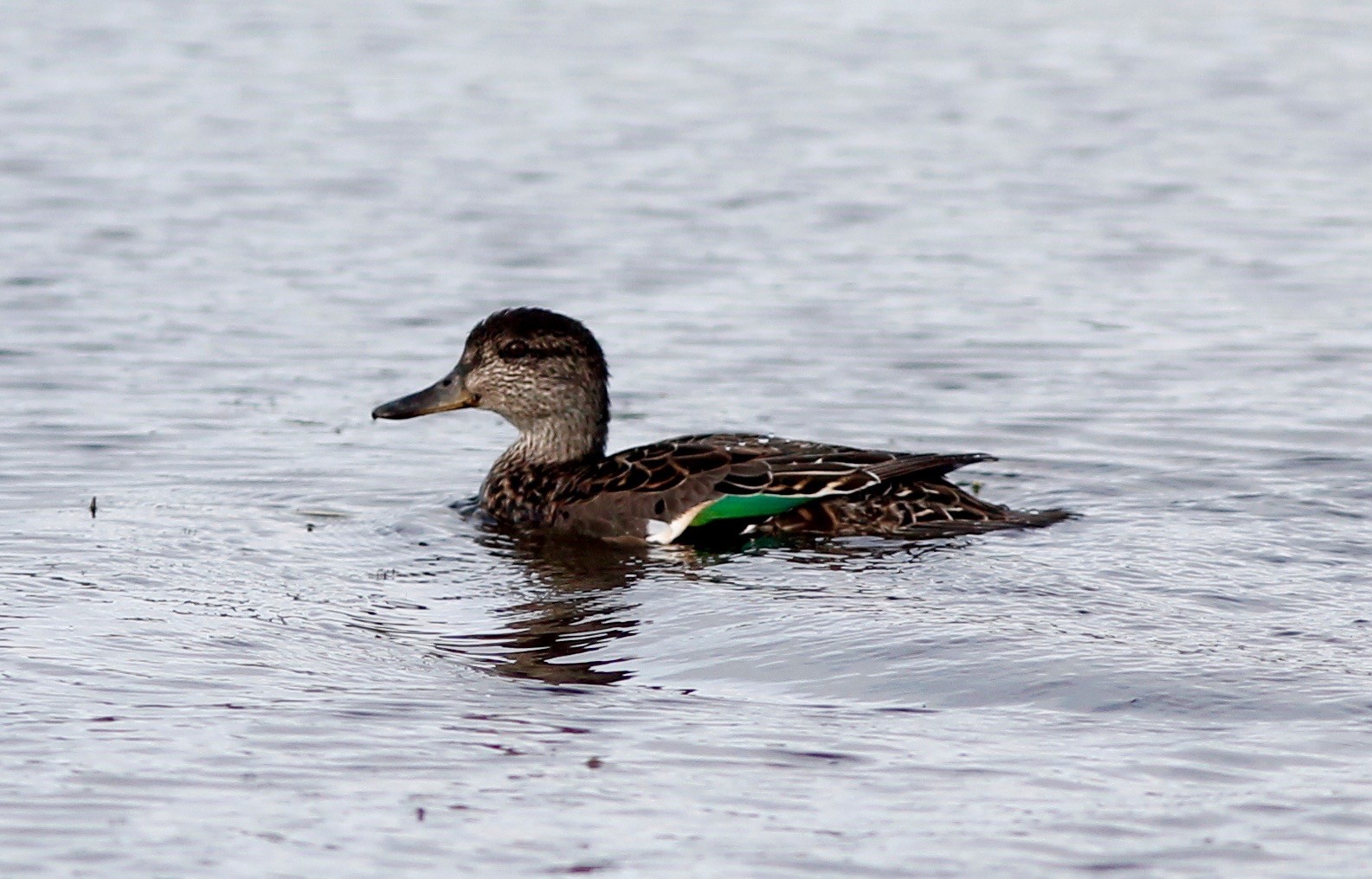 Green-winged Teal - St. Paul Island Tour